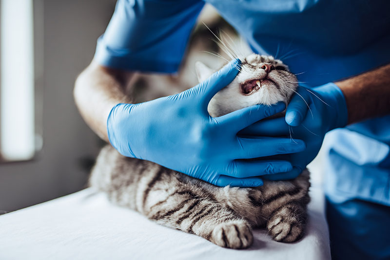 Physical examination of a cat