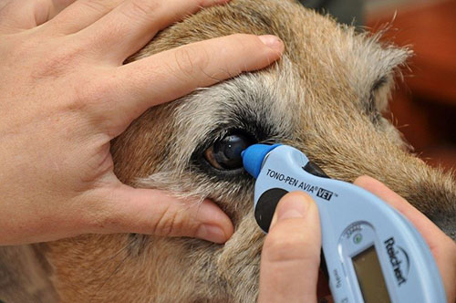 Measuring eye pressure with a tonopen