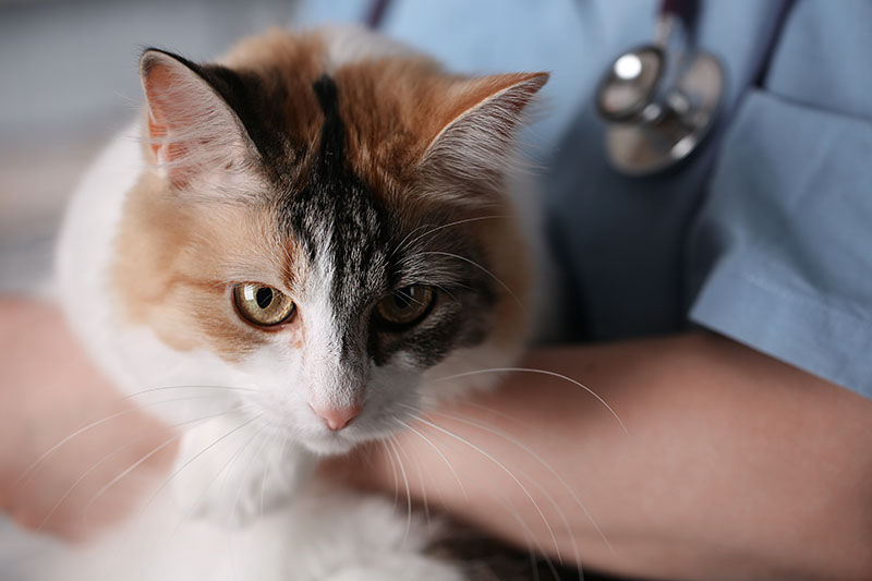 Cat being held by veterinarian