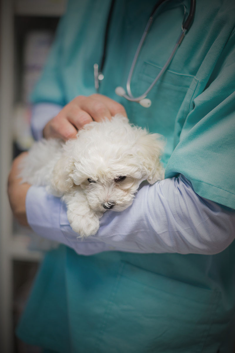 Veterinarian holding pup